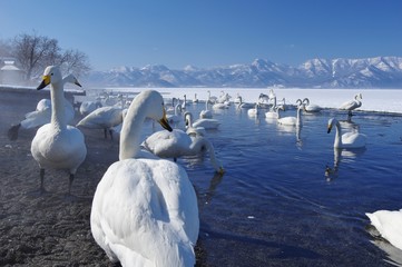 the Swan Lake, Lake Kussharo in Hokkaido, Japan　屈斜路湖　北海道 - obrazy, fototapety, plakaty