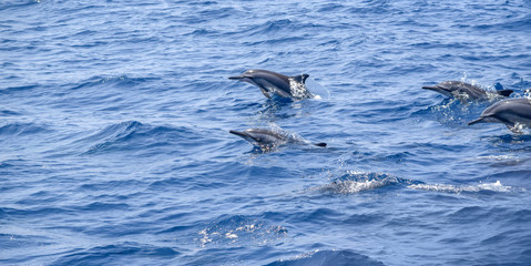 oceanic dolphins
