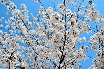 Flowers of cherry tree in spring