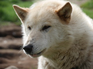 Obraz premium Schlittenhund Grönland