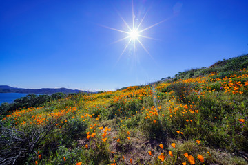 Lots of wild flower blossom at Diamond Valley Lake