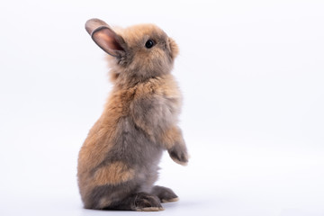 Baby cute rabbits has a pointed ears, brown fur and sparkling eyes, on white Isolated background,...