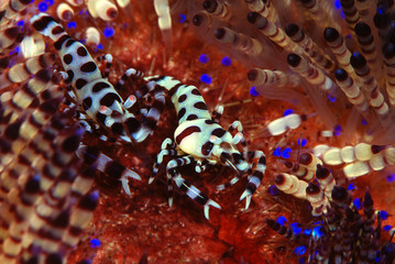 Incredible Underwater World - Coleman shrimp - Periclimenes colemani. Diving and underwater macro photography. Tulamben, Bali, Indonesia.