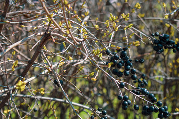 Wild black berries on a decorative bush