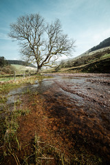 A spring morning in the Welsh countryside of a tree near a stream in the Brecon Beacons national Park, Wales UK