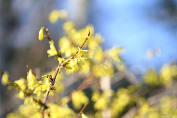 Forsythia shrub in blossom with early spring garden in background
