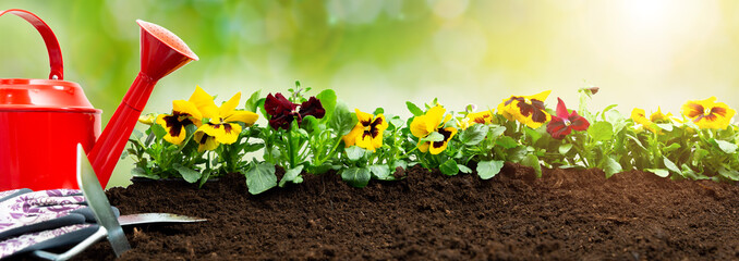 Gardening tools on soil background. Planting spring pansy flower in garden. Spring garden work concept 