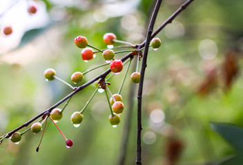 Ripening cherries on the branch of cherry tree in summer garden.