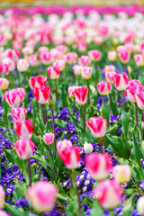 Fototapeta premium チューリップ