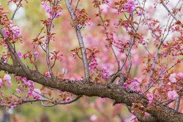 Cherry blossom tree branch in spring