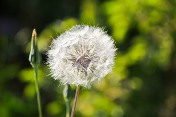 Dandelion seeds in the sunlight