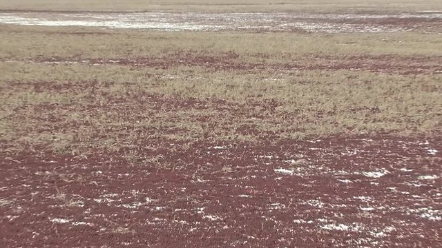 Western Kazakhstan. Aral Sea. Bare bottom.