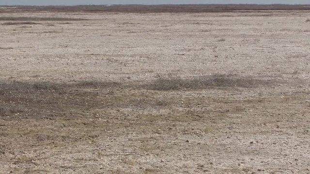 Western Kazakhstan. Aral Sea. Bare bottom.