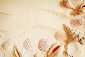  Seashells on a sand background