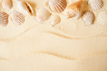  Seashells on a sand background