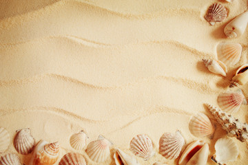  Seashells on a sand background