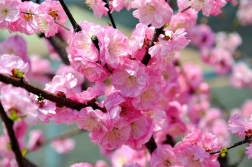 Blooming cherry tree in spring.