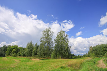 Fototapeta na wymiar Summer landscape in Latvia, East Europe. Birch trees and forest.