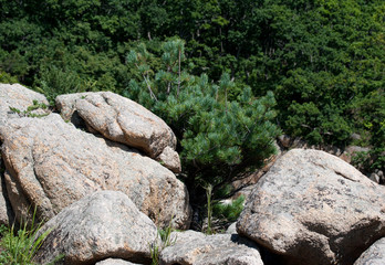 rocks in forest