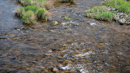 stream in forest