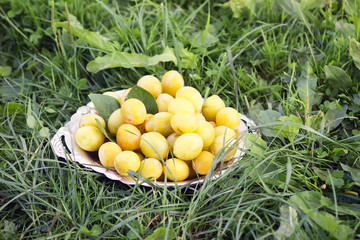 Yellow plums in a plate on green summer grass