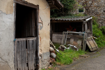 Fototapeta na wymiar Hens inside a henhouse