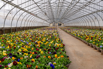 greenhouse pansy flowers 