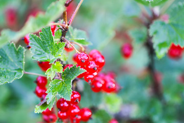 Ripe red currant in a summer garden. Ribes rubrum plant with ripe red berries.