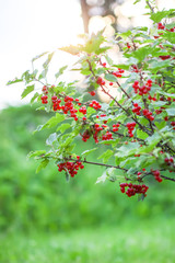 Ripe red currant in a summer garden. Ribes rubrum plant with ripe red berries.