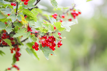 Ripe red currant in a summer garden. Ribes rubrum plant with ripe red berries.