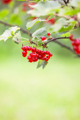 Ripe red currant in a summer garden. Ribes rubrum plant with ripe red berries.