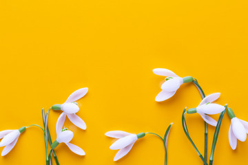 Fresh snowdrops on yellow background with place for text. Spring greeting card.