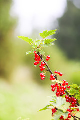 Ripe red currant in a summer garden. Ribes rubrum plant with ripe red berries.