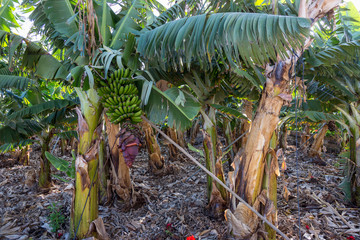 Banana plantation in Tenerife. Canary Islands. Spain.