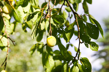 Yellow plums on tree branches in summer garden. Seasonal sweet ripe fruits