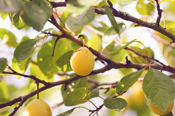 Yellow plums on tree branches in summer garden. Seasonal sweet ripe fruits