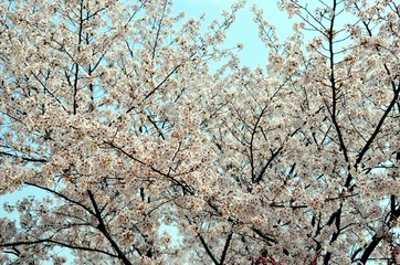 Flowers of cherry tree in spring
