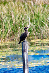 A solitary Double-crested Cormorant perched on top of a wooden piling in a watery marsh