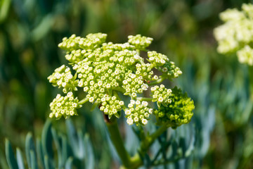 Obraz premium Flores