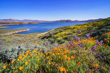 Fototapeta premium Lots of wild flower blossom at Diamond Valley Lake