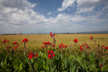 Flores