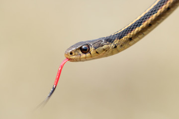 Common garter snake (Thamnophis sirtalis) with tongue out, Iowa, USA.