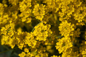 Basket of Gold Flowers in Bloom in Springtime
