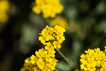 Basket of Gold Flowers in Bloom in Springtime
