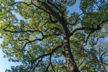 下から見上げる晴天の青空と樹木
