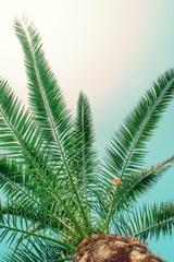 Tropical palm tree on sky background
