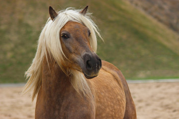 portrait of breed haflinger horse running looking