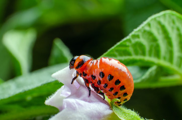 Red larva of the Colorado potato beetle eats potato leaves