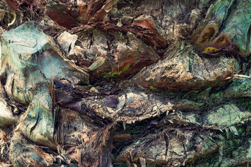 Palm tree texture