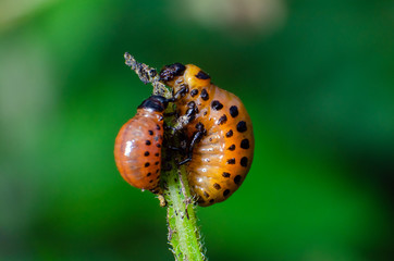 Red larva of the Colorado potato beetle eats potato leaves